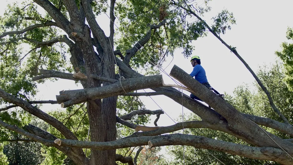 Professional Crown Thinning performed by certified arborists in Kew Gardens