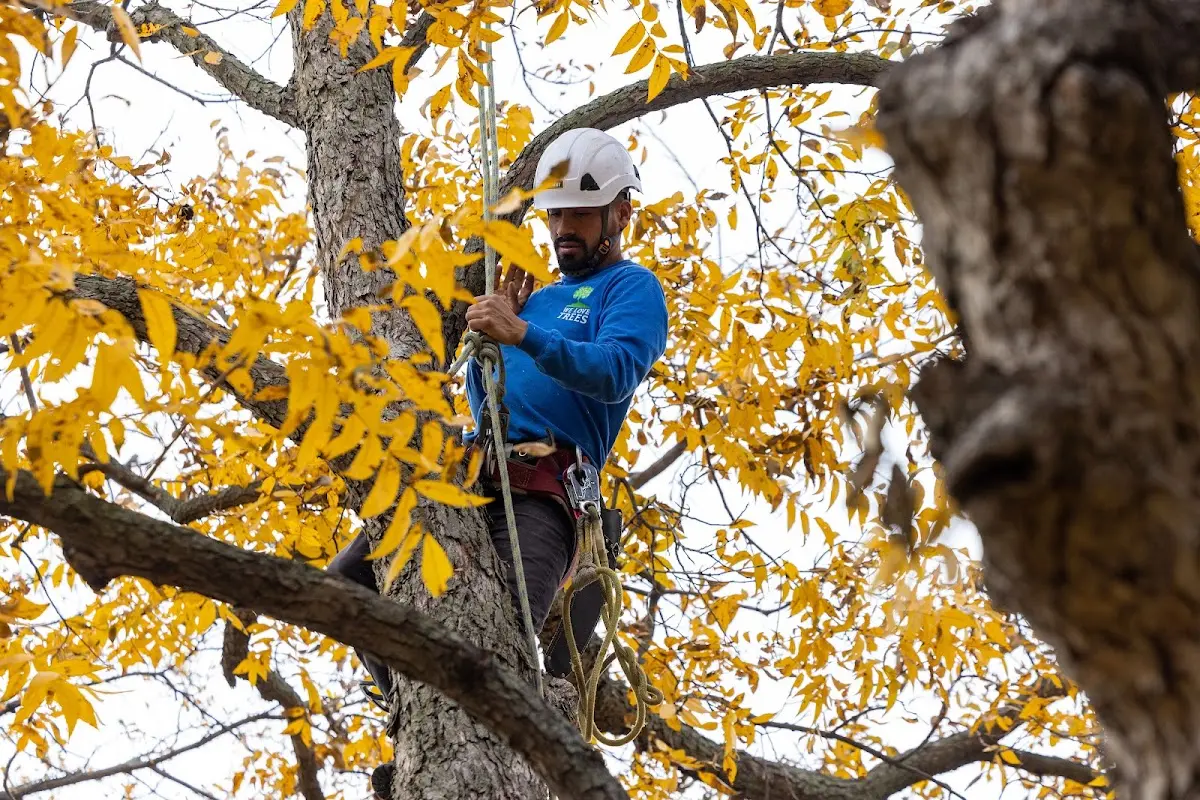 Skilled Tree Planting crew working in Kew Gardens